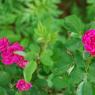 DSC_3729_CMP_WM