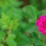 DSC_3730_CMP_WM