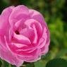 DSC_3735_CMP_WM