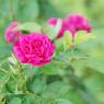 DSC_3748_CMP_WM