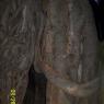 100_0681_CMP_WM