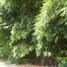 100_0431_CMP_WM