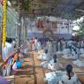 9-GAYATRI-INITIATION-CHILDRENS-DAY-JAYANTI-BRAHMOTSAVAM-CELEBRATIONS_Photo_1015_DSC_2932_CMP_WM