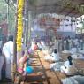 9-GAYATRI-INITIATION-CHILDRENS-DAY-JAYANTI-BRAHMOTSAVAM-CELEBRATIONS_Photo_1017_DSC_2934_CMP_WM