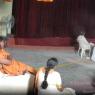 5-HDH-WITH-THE-ACHARYAS_Photo_1015_DSC_6187_CMP_WM