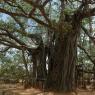 1-BANYAN-TREE-IN-ADI-KAILASH