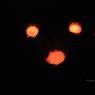 DSC_4977_CMP_WM