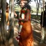 02-BRAHMOTSAVAM-DAY-4_Photo_1192_P1010020_CMP_WM