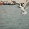 DSC_5925_CMP_WM
