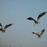 DSC_5937_CMP_WM