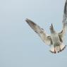DSC_5942_CMP_WM