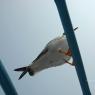 DSC_5943_CMP_WM