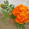 20070903_Photo_266_1L7TAWu-IjcITYV8PJLKN5wNPx-xe3ZsZ