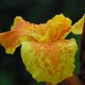 DSC_0131_CMP_WM