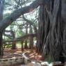 01-BANYAN-TREE-BIDADI