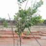 Rajapalayam-Ashram_Photo_1008_DSC_0302_CMP_WM