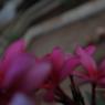 IMG_9443_CMP_WM