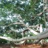 02-Banyan-Tree-Bidadi