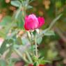 DSC_0530_CMP_WM