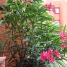 20100614_Photo_1044_IMG_7040_CMP_WM