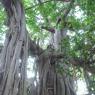 2--Banyan-Tree