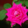 DSC_5372_CMP_WM
