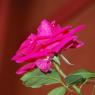 DSC_5374_CMP_WM