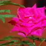DSC_5375_CMP_WM
