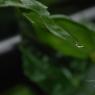 DSC_7166_CMP_WM