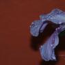 DSC_7199_CMP_WM