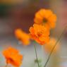 IMG_7152_CMP_WM