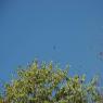 DSC_6650_CMP_WM