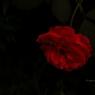 DSC_6210_CMP_WM