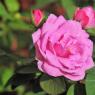 DSC_3593_CMP_WM