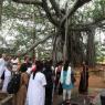 2011-08aug-19-nithyananda-photo-ia-day-1-04c-banyan-tree_CMP_WM