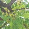 20110828_Photo_1003_100_1009_CMP_WM