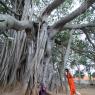 01-Banyan-Tree-and-Temple-Visit