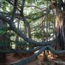 ASHRAM - ancient kalpataru banyan tree_CMP_WM