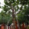 1-Morning-Satsang_Photo_1003_IMG_2939 (2)_CMP_WM