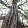 Banyan-Tree