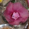20130607_Photo_1003_IMG_3864_CMP_WM
