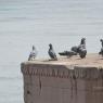 20140501_Photo_1026_DSC_7717_CMP_WM