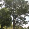 1-RAMNAGAR-VISIT_Photo_1020_IMG_4448_CMP_WM