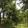 1-RAMNAGAR-VISIT_Photo_1022_IMG_4450_CMP_WM