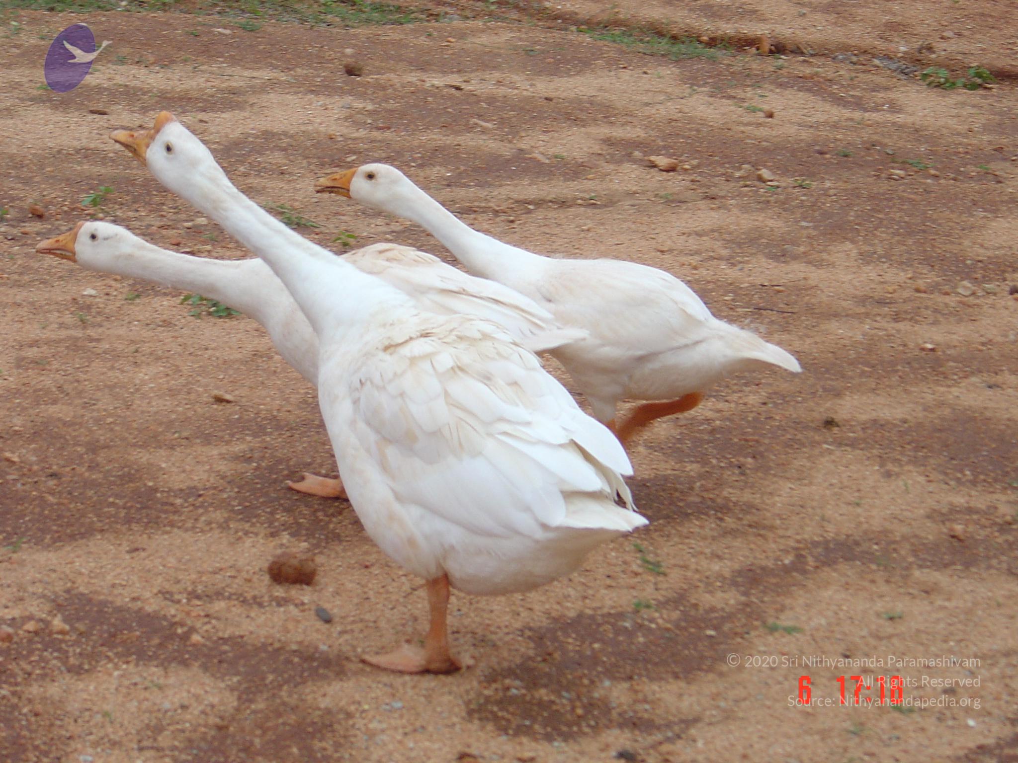 DSC00775_CMP_WM