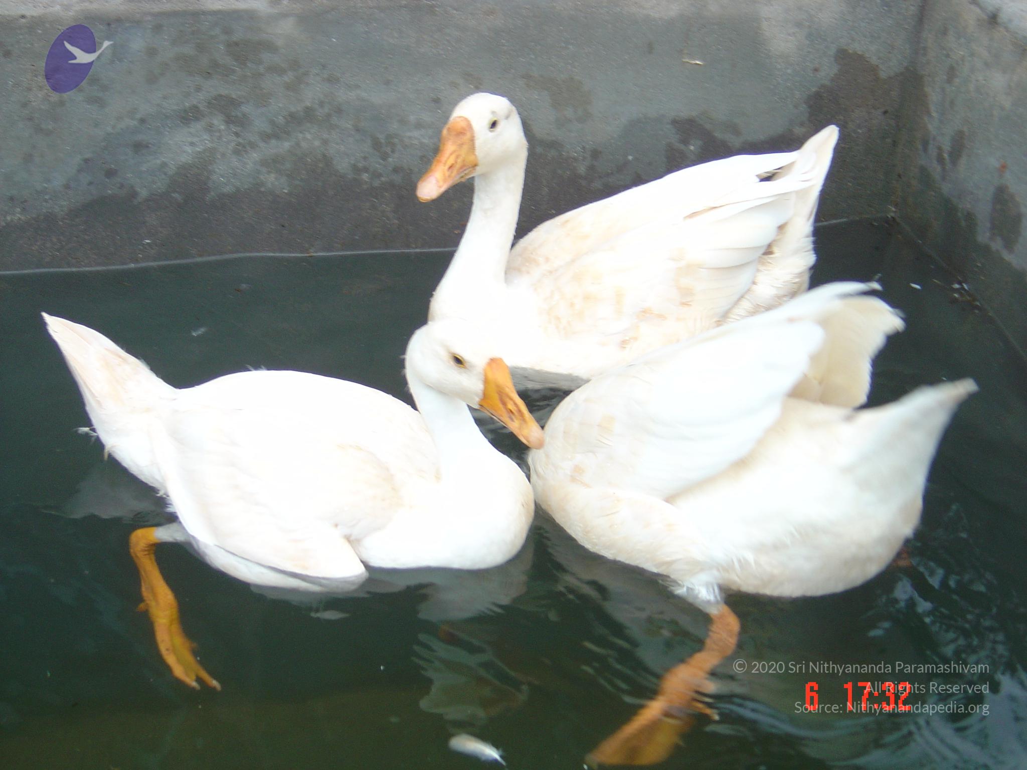 DSC00787_CMP_WM