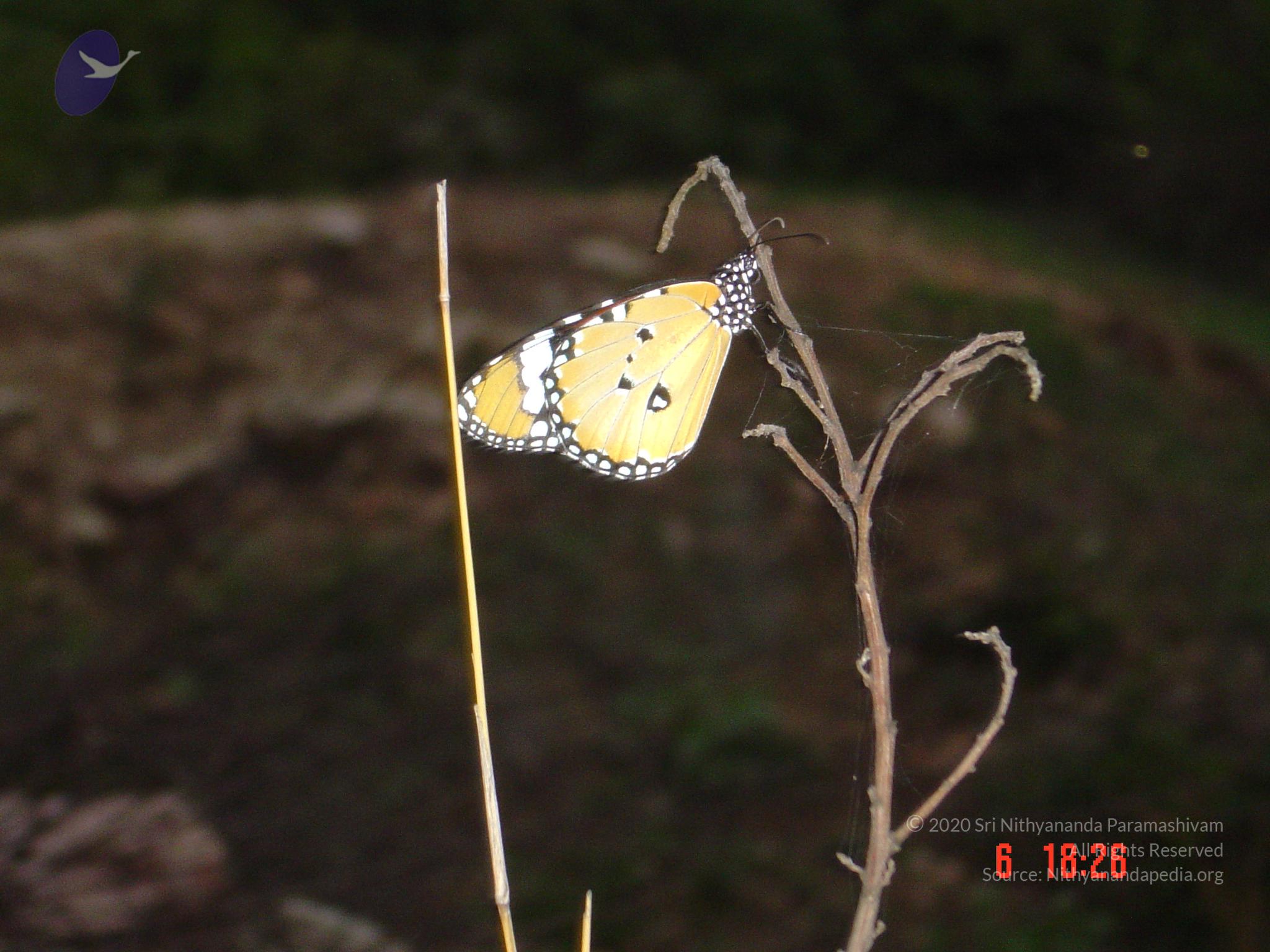 DSC00802_CMP_WM