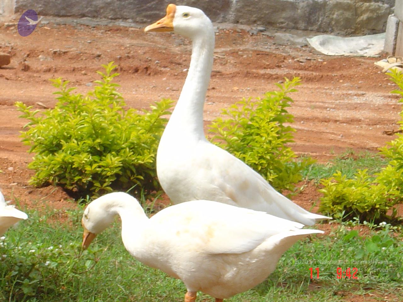 DSC01436_CMP_WM