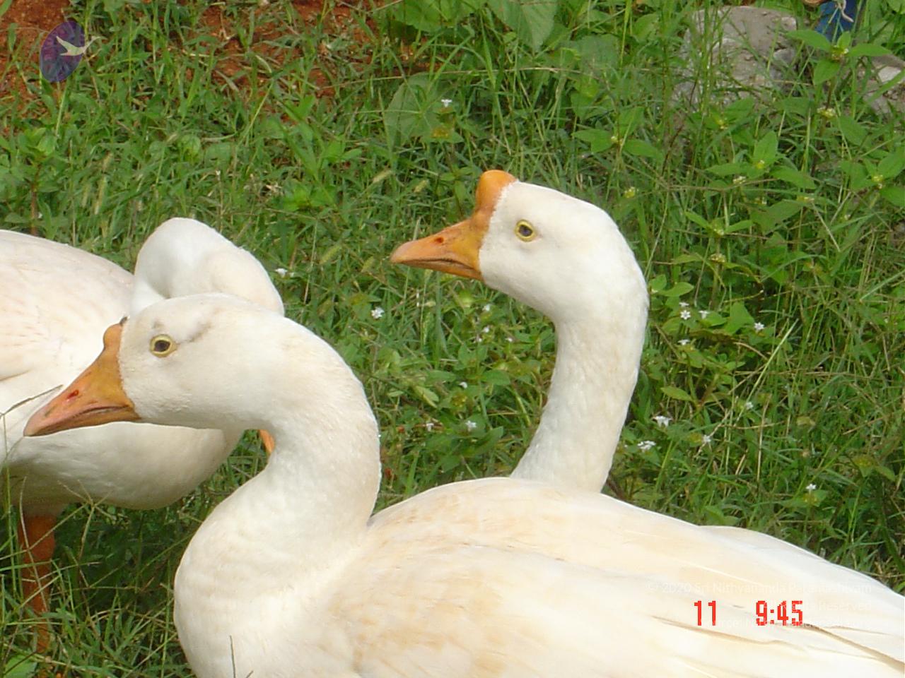 DSC01441_CMP_WM