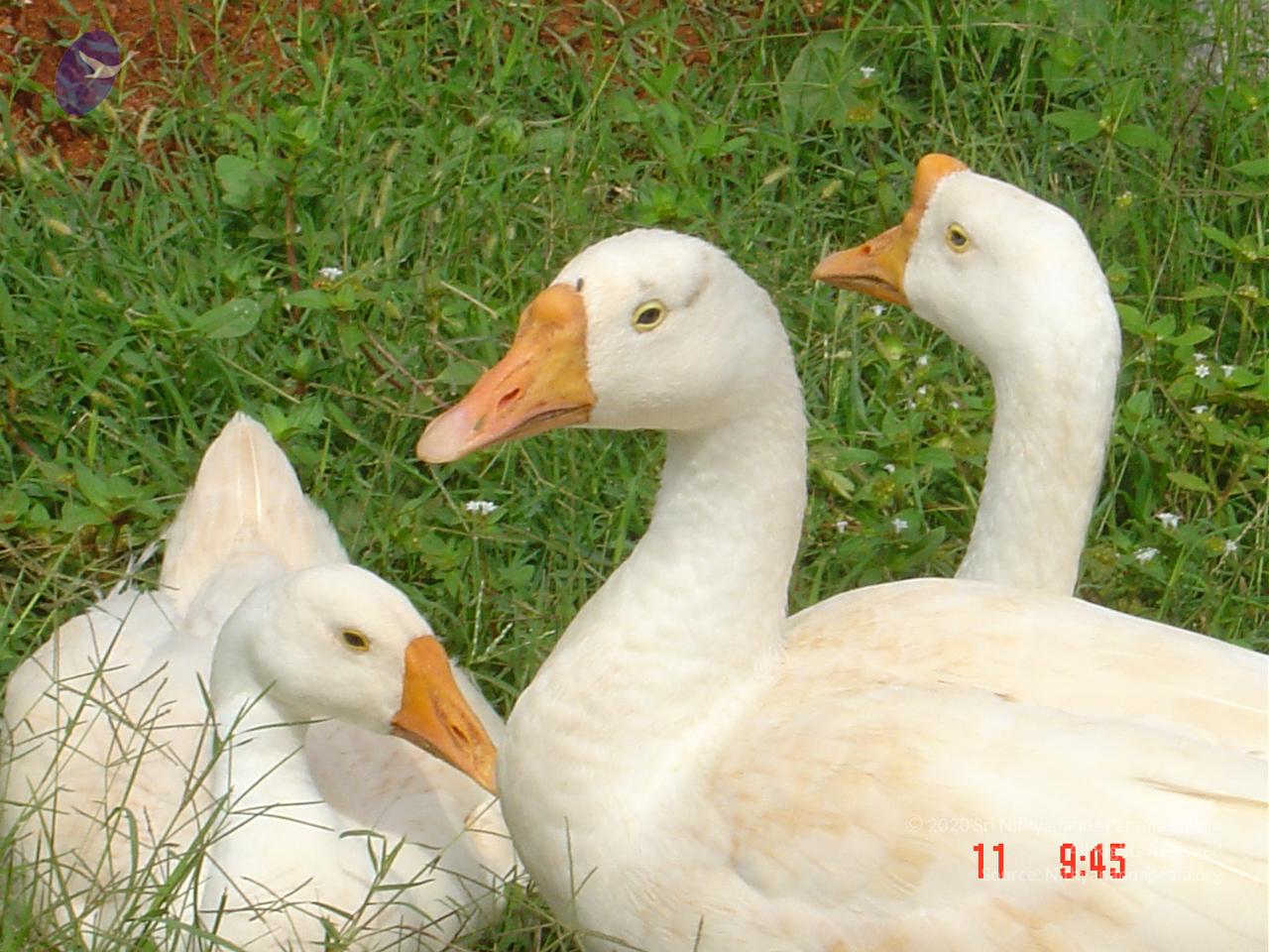DSC01442_CMP_WM